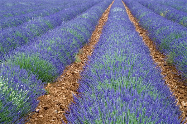 Lavender field