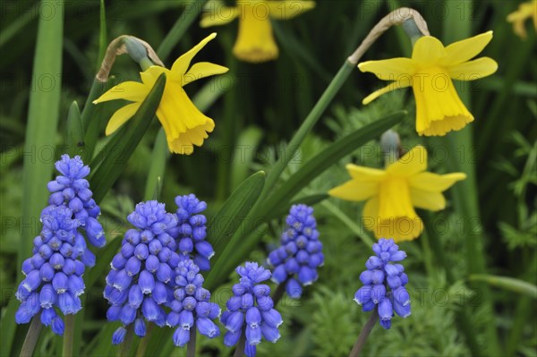 Common grape hyacinths