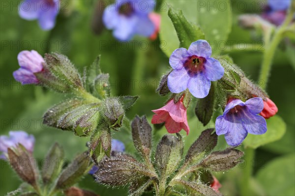 Common lungwort