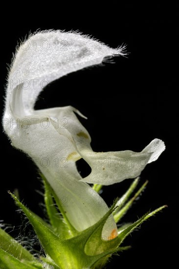 White nettle