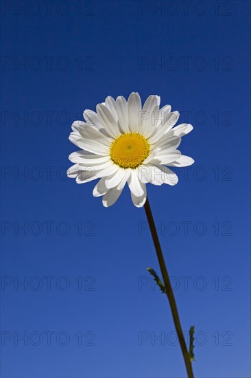 Ox-eye daisy