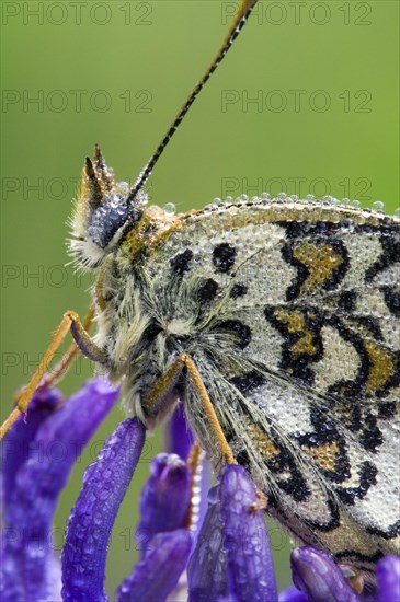 Knapweed fritillary