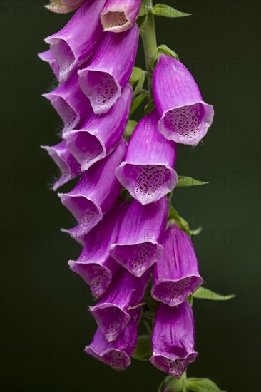 Common foxglove