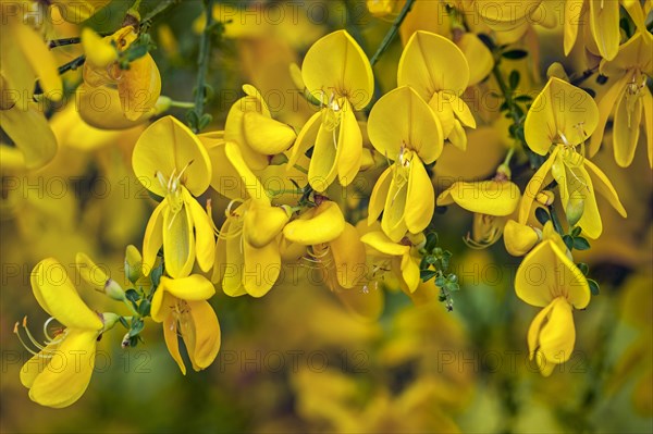 Common broom