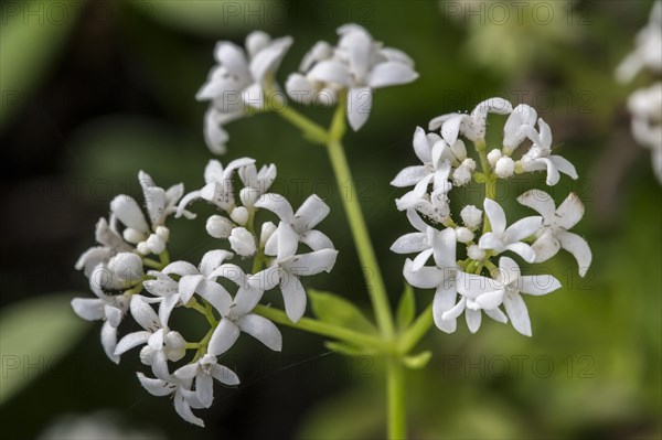 Sweet woodruff