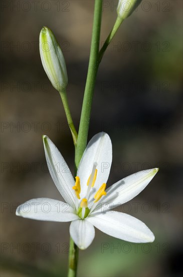 Star of Bethlehem