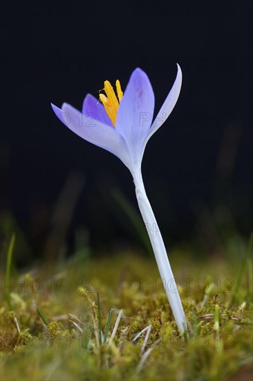 Spring crocus