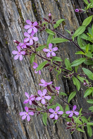 Soapwort pink