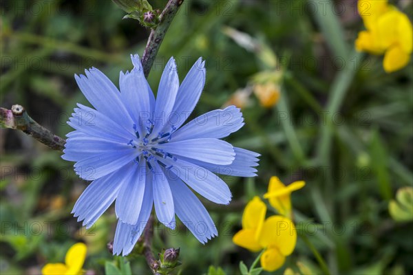 Common chicory