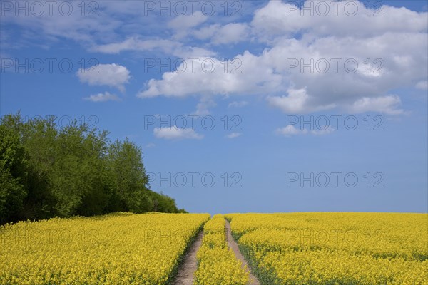 Field with rapeseed