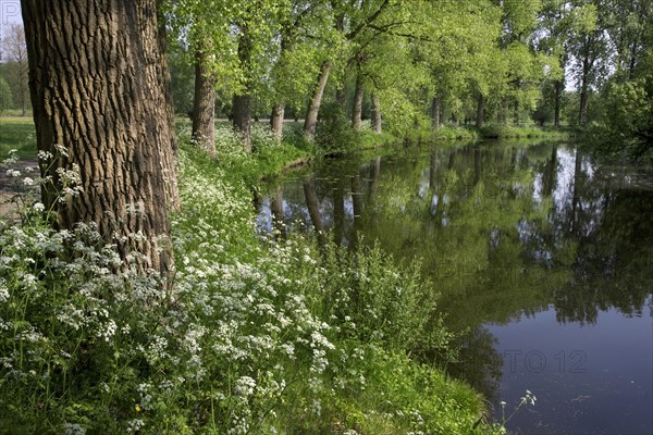 Cow parsley