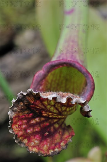 Carnivorous trumpet pitcher plant Sarracenia Stevensii in the National Botanic Garden of Belgium