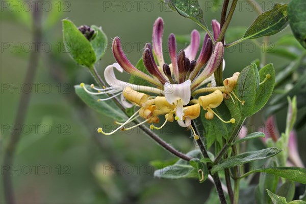 Common Honeysuckle