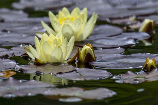 Yellow cultivar of