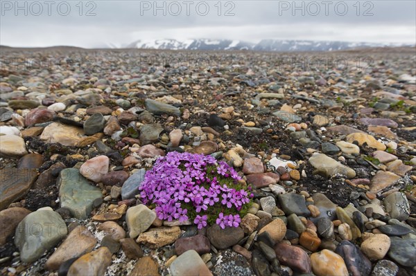 Moss campion