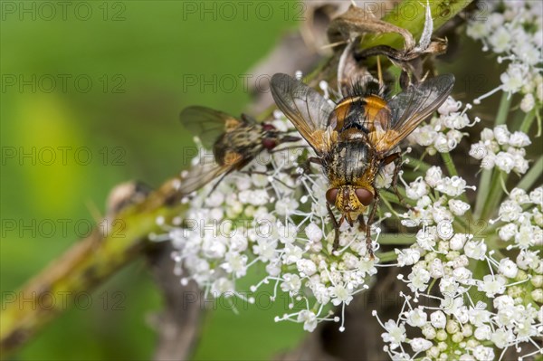 Parasite fly