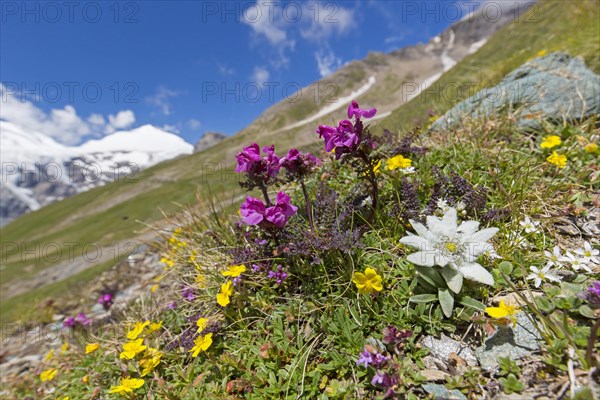 Edelweiss