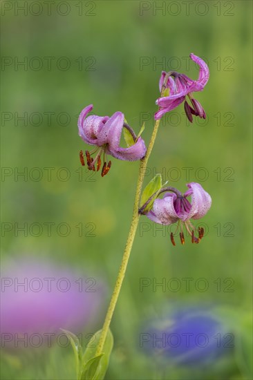 Martagon lily