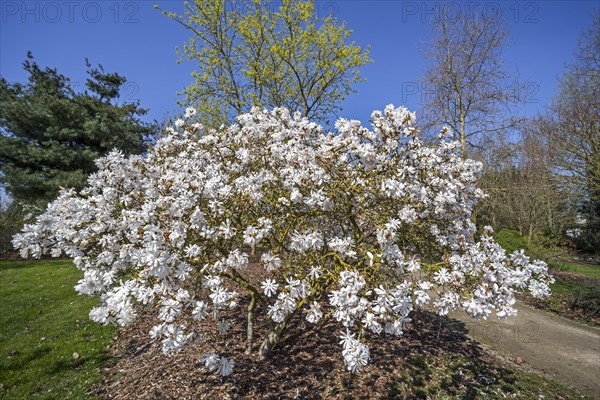 Flowering Magnolia stellata Maxim