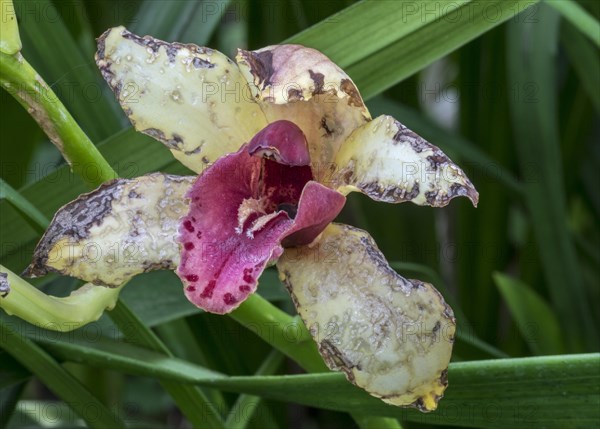 Cymbidium