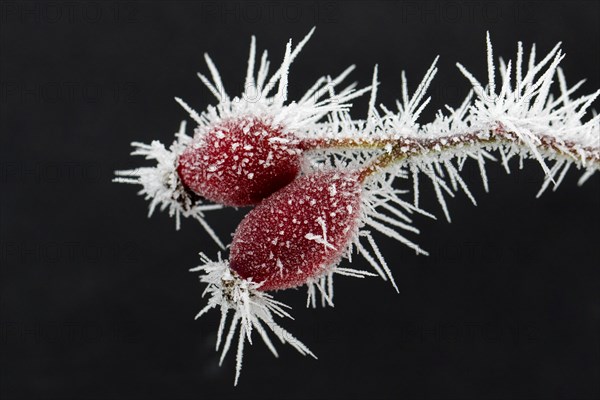 Red rose hips