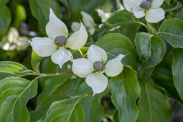 Kousa dogwood