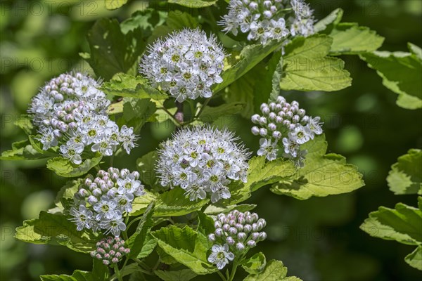 (Physocarpus) opulifolius Luteus, Physocarpus ribesifolius Aureus, ninebark Luteus, Golden ninebark, close up of white flowers in spring