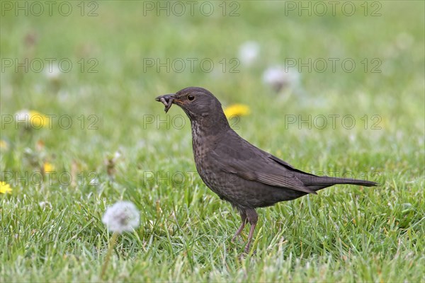 Eurasian blackbird