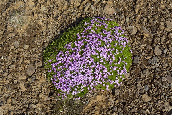 Moss campion