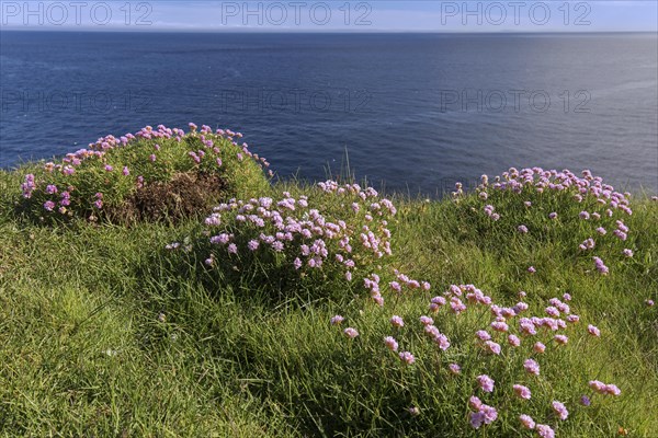 Sea thrift