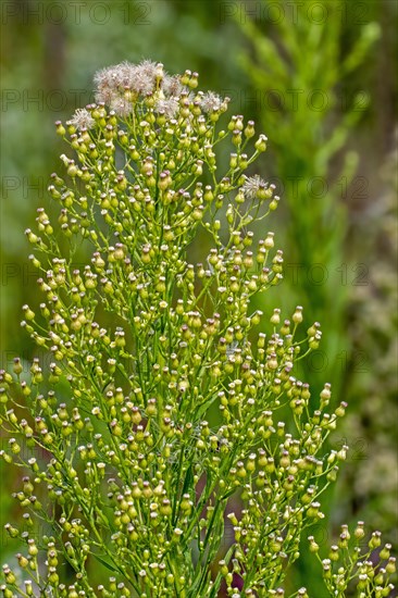 Canadian horseweed