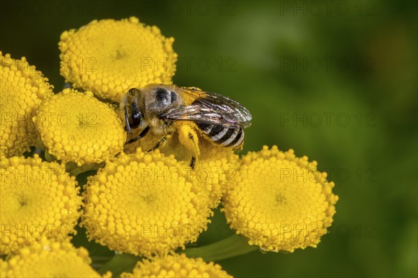 Plasterer bee