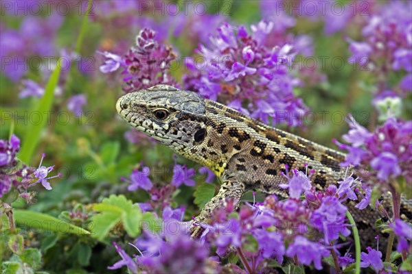 Sand lizard