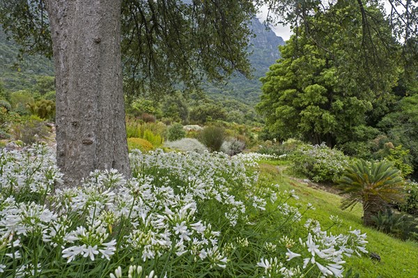 Agapanthus in flower at the Kirstenbosch National Botanical Garden at the foot of Table Mountain in Cape Town