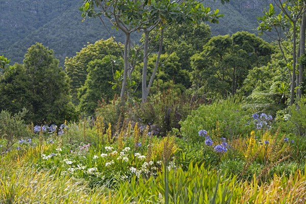 Trees and flowers in the Kirstenbosch National Botanical Garden at the foot of Table Mountain in Cape Town