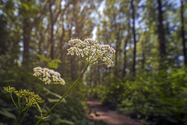 Ground elder