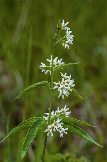 White swallow-wort