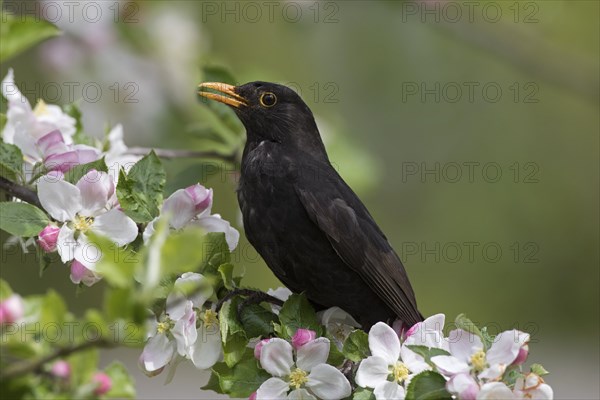 Eurasian blackbird