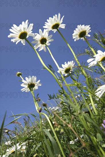 Marguerites