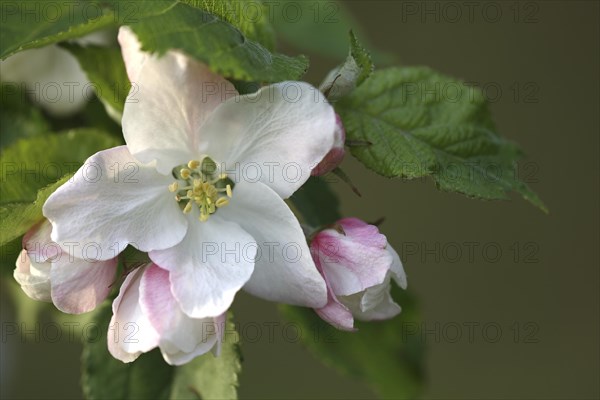 Apple tree