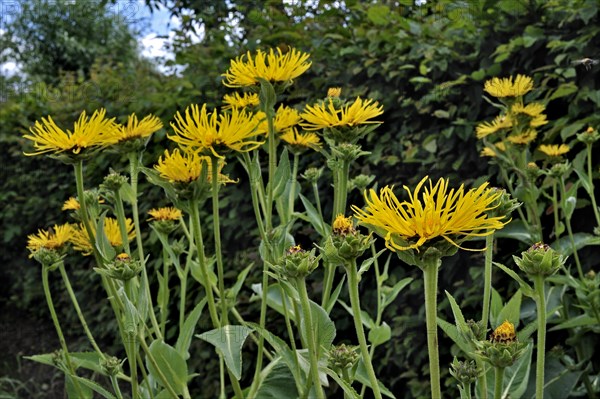 Elecampane