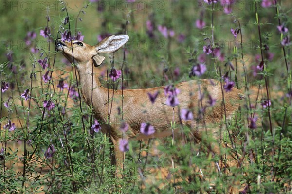 Steenbok