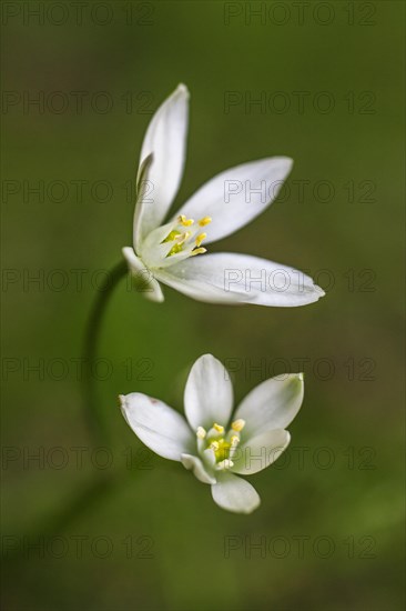 Star-of-Bethlehem