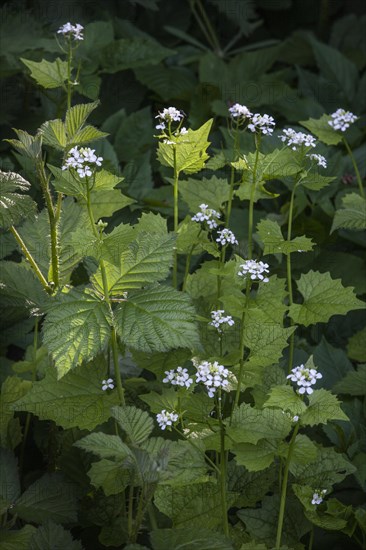 Garlic mustard