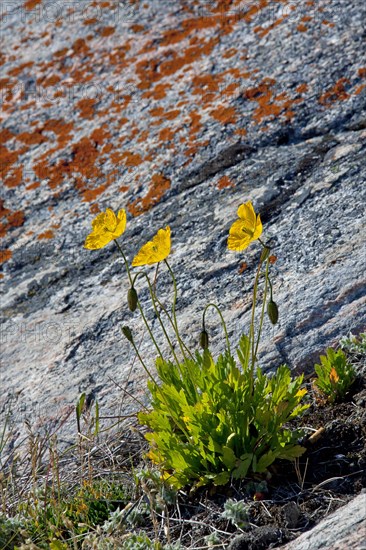 Arctic poppy