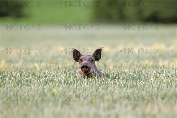 Solitary wild boar