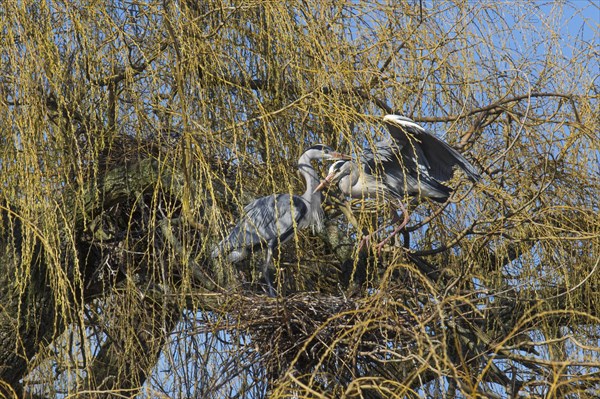 Grey heron