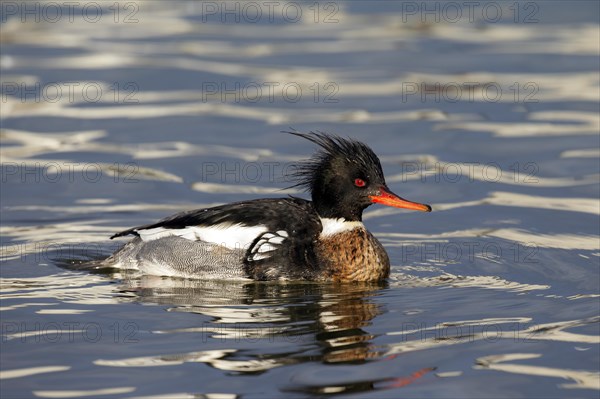 Red-breasted merganser