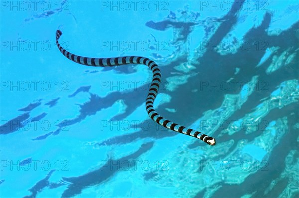 Venomous water snake colubrine sea krait