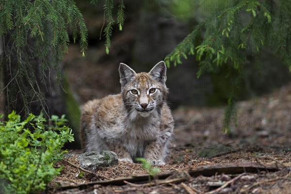 European lynx